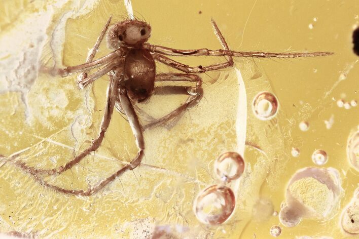 Detailed Fossil Spider (Araneae) In Baltic Amber #307837